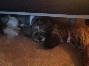 First day with her new brother!