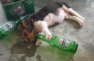 Drunk puppy