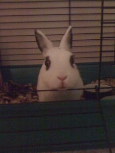 The wise and noble Wally