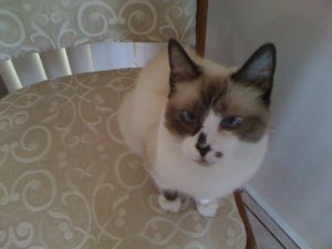 I'm a LADY DAMNIT...I manipulate with my cuteness...-- Princess