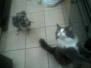 Leave my tasty hair glob for my minion!!