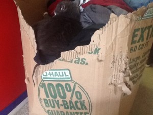 Apparently cardboard boxes are just as good as scratching posts...