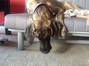 Hanging her head in shame...