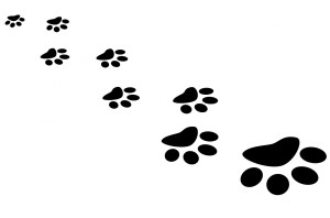 paw-prints-1369754041WaV (1)