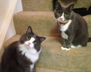 The Cunning Plotting Duo